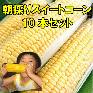 生で食べられるスイートコーン 生で食べられる！スイートコーン🌽 | 野菜/とうもろこし 産直
